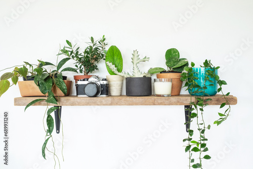 group of hoya plants on wooden shelf hanging on white wall background