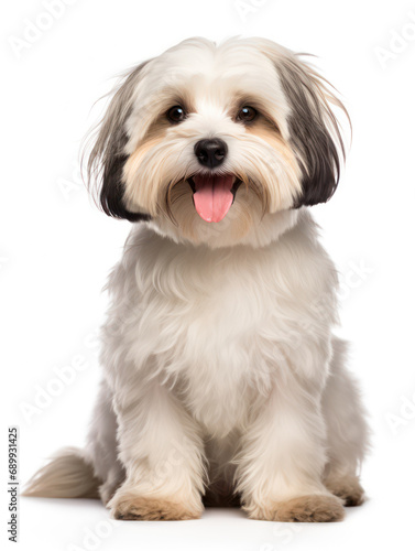 Obraz na płótnie Havanese Dog Studio Shot, Isolated on Clear Background, Generative AI w salonie