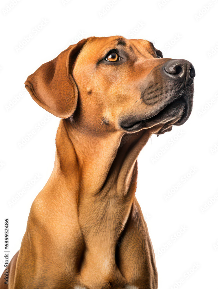 Rhodesian Ridgeback Dog Studio Shot, Isolated on Clear Background, Generative AI Rhodesian Ridgeback Dog Studio Shot, Isolated on Clear Background, Generative AI