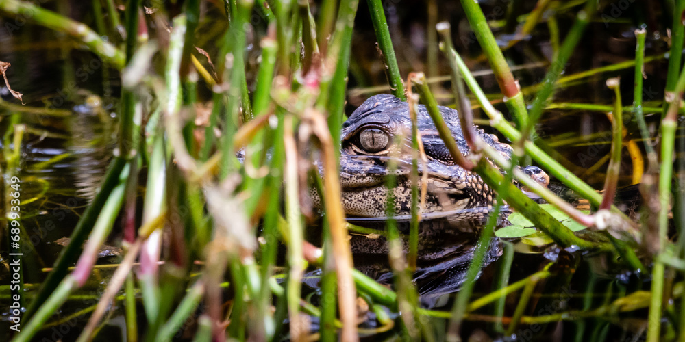 Fototapeta premium Lowcountry USA Wildlife