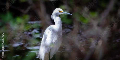 Lowcountry USA Wildlife
