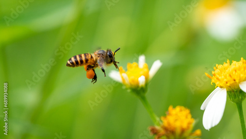 bee on a flower © Mirwan