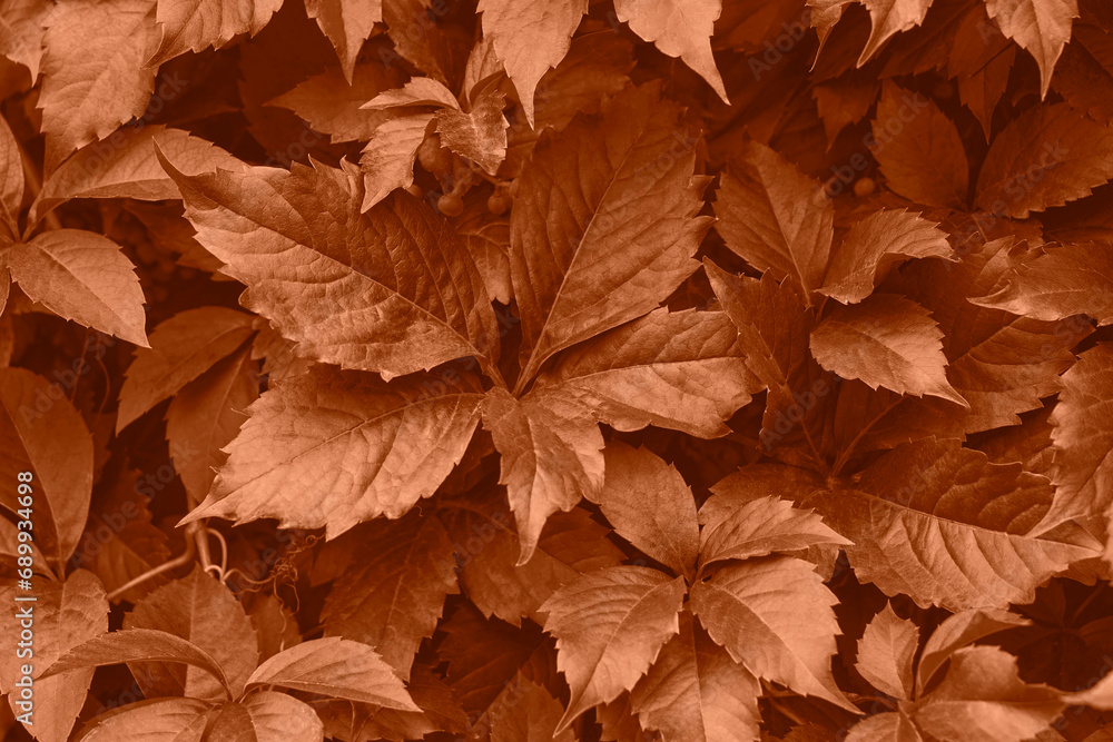 Peach fuzz grape leaves on the wall close-up. Wild grapes monochrome background. Color of the year 2024. Peach fuzz grape leaves on the wall close-up. Wild grapes monochrome background. Color of the year 2024.