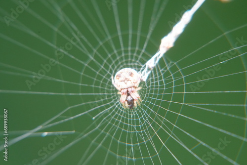 The Cyclosa confraga is a species of orb-weaving spider known for its unique web-building behavior and appearance. These spiders belong to the family Araneidae|鬼蛛屬 photo