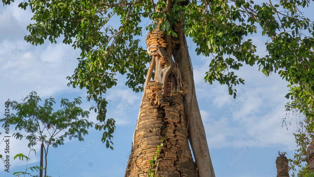 Fototapeta premium Stupa with a tall tree in Indein Pagoda Complex at Inle Lake of Myanmar