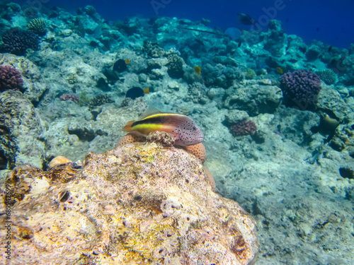 Paracirrhites forsteri in a coral reef of the Red Sea