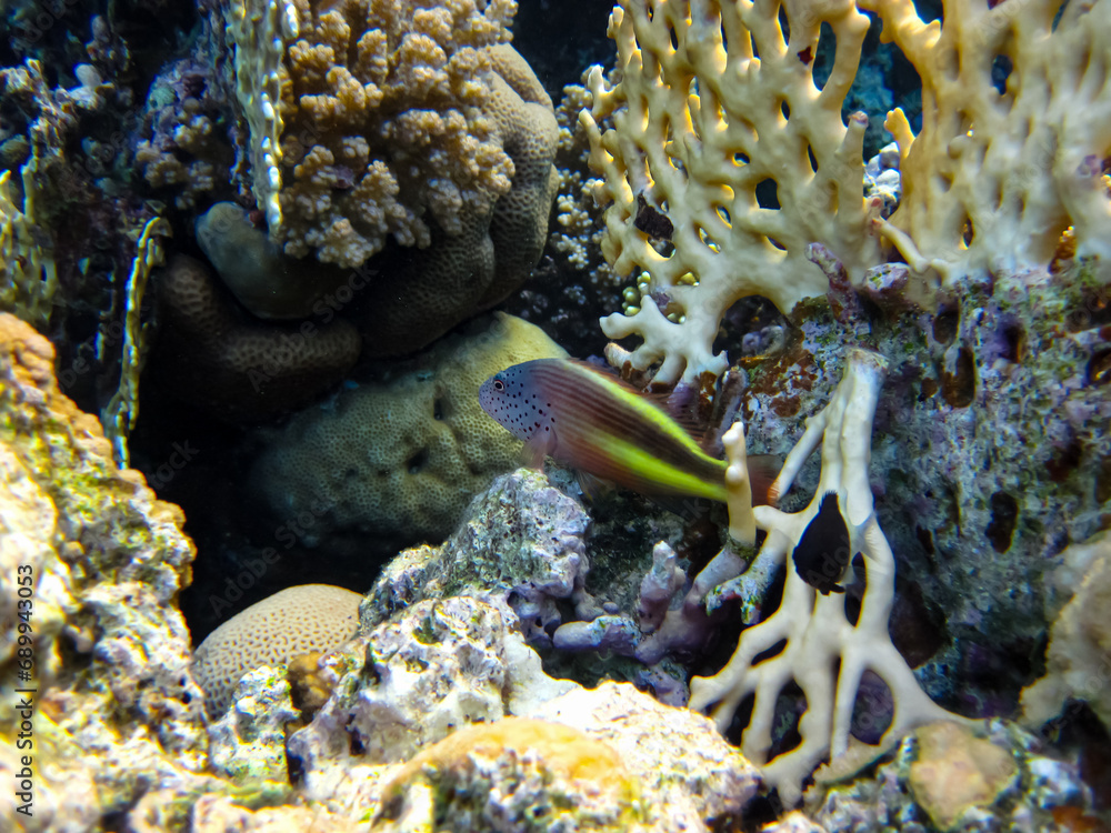 Paracirrhites forsteri in a coral reef of the Red Sea Paracirrhites forsteri in a coral reef of the Red Sea