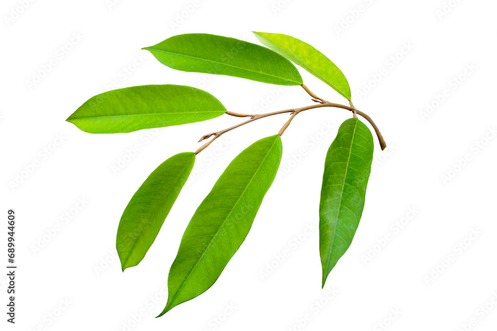 Durian leaves on white background.