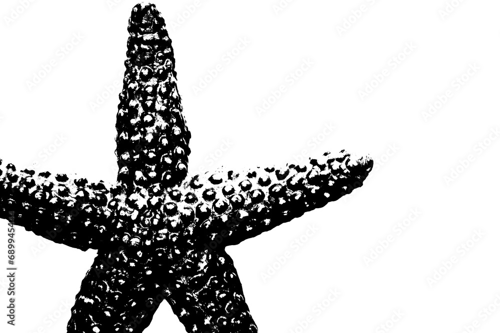 silhouette of starfish isolated on white background, invertebrate animal silhouette of starfish isolated on white background, invertebrate animal