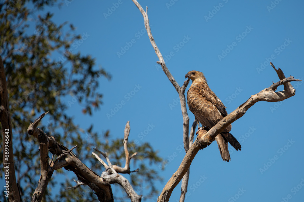 Whistling Kite (Haliastur sphenurus)in Queensland Australia. Whistling Kite (Haliastur sphenurus)in Queensland Australia.