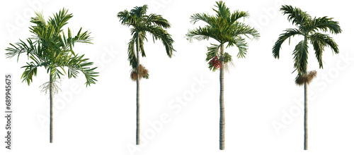 Areca catechu png transparent photo