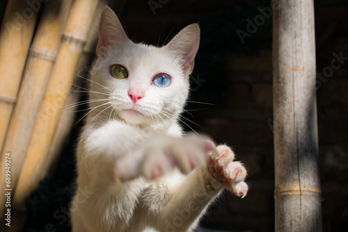 Gatita