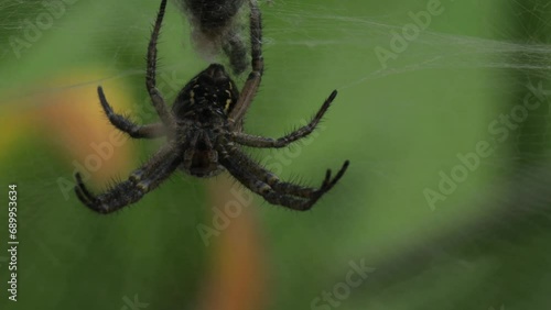 Hanging from threads of it’s web, Phryganoporus candidus black spider photo