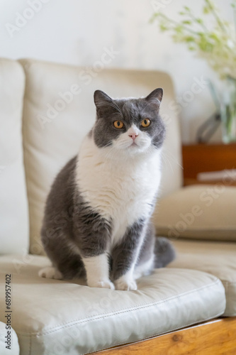Fototapeta Naklejka Na Ścianę i Meble -  British shorthair cat sitting on sofa