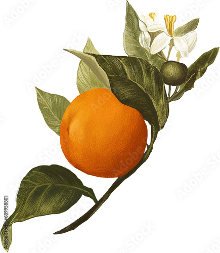 orange on a branch