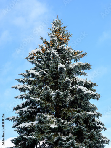 Superbe épinette bleue avec de la neige sur les branches. Il y a pleins de cocottes dans la cime de l'arbre.  Le ciel est bleu avec quelques nuages blancs presque transparent. photo