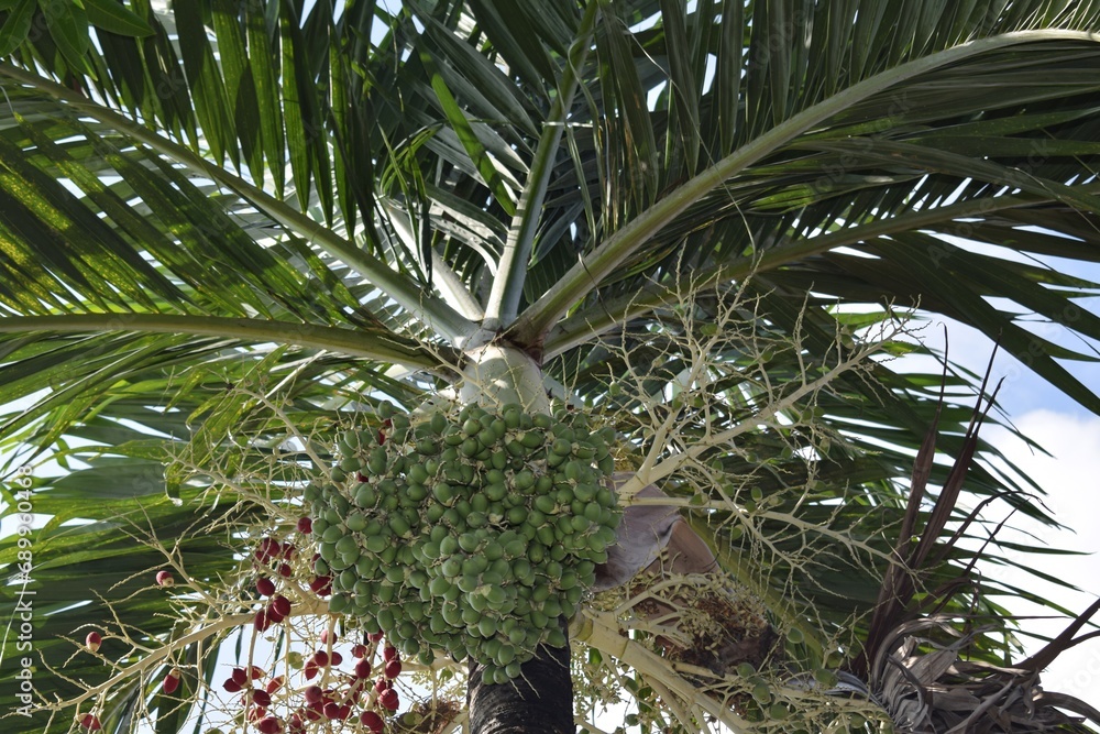 Fototapeta premium palm tree