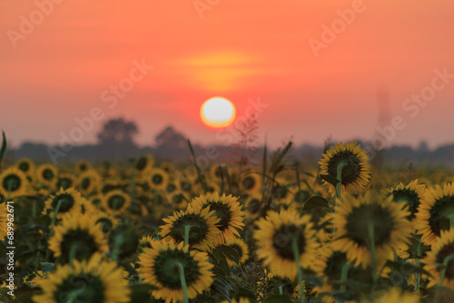 Field at sunrise