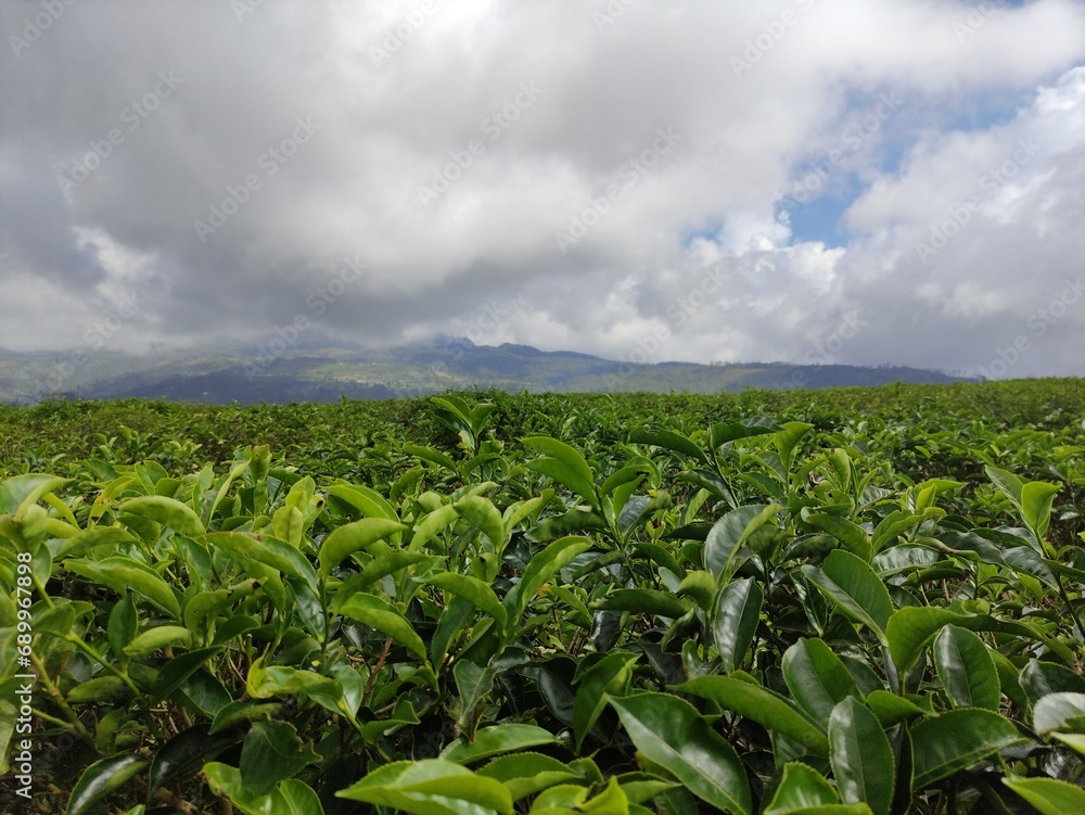 Makassar Indonesia 8 December 2023, A large tea plantation in the highlands located in Malino, South Sulawesi Makassar Indonesia 8 December 2023, A large tea plantation in the highlands located in Malino, South Sulawesi