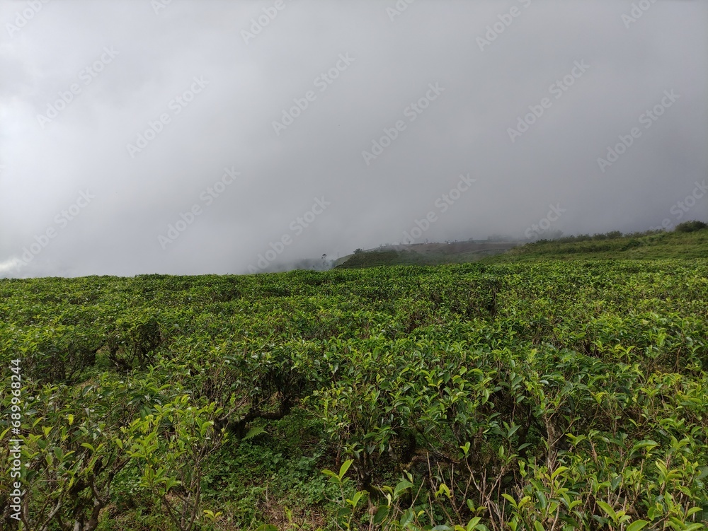 Makassar Indonesia 8 December 2023, A large tea plantation in the highlands located in Malino, South Sulawesi 