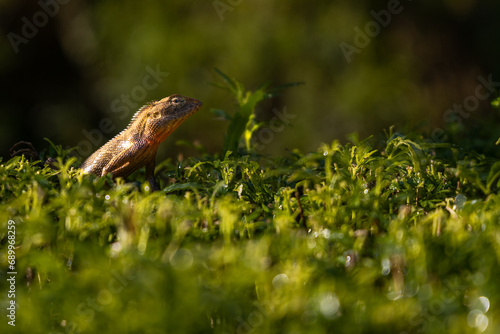 Animal in Nation Garden of Bangladesh