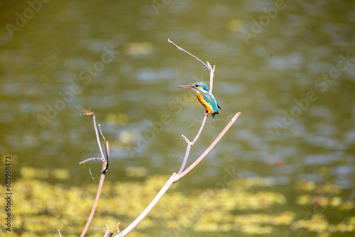 Beautiful birds in Bangladesh