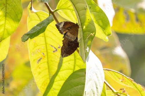 Beautiful butterfly in Bangladesh