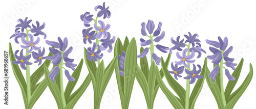 hyacinth, spring flowers, vector drawing wild plants at white background, floral border, hand drawn botanical illustration photo