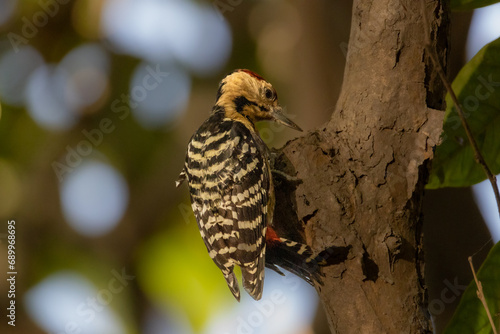 Beautiful birds in Bangladesh