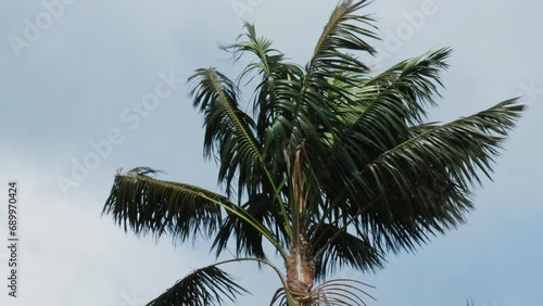 Single Palm Tree (Rhopalostylis baueri) moving in the wind, static shot photo