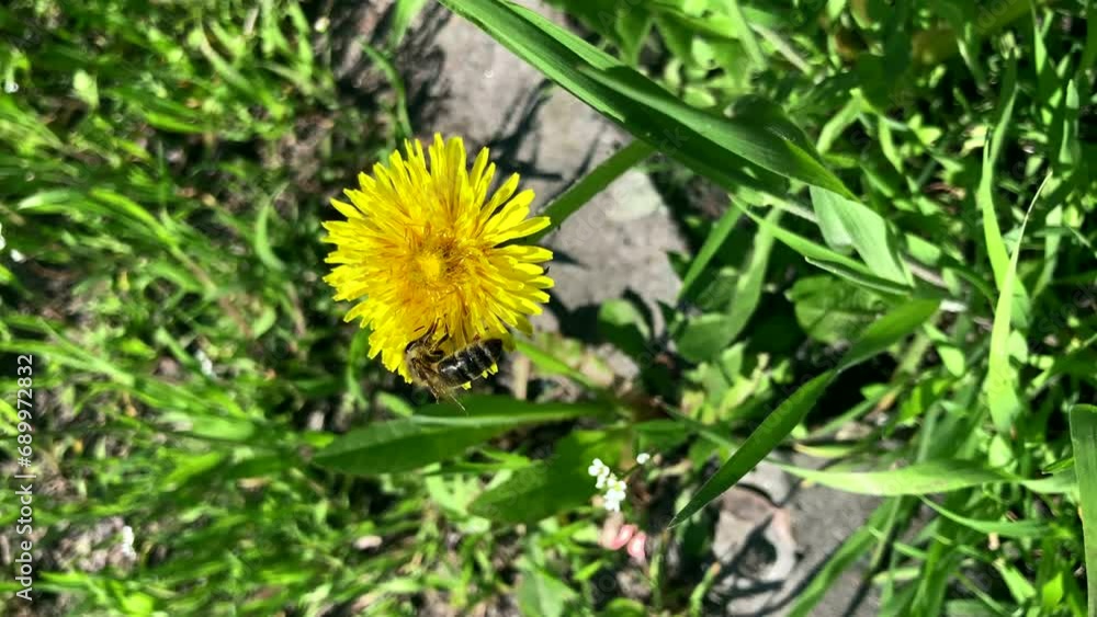 Bee and yellow dandelions. The bee collects nectar. Bee and yellow flower. vertical video, screen Bee and yellow dandelions. The bee collects nectar. Bee and yellow flower. vertical video, screen