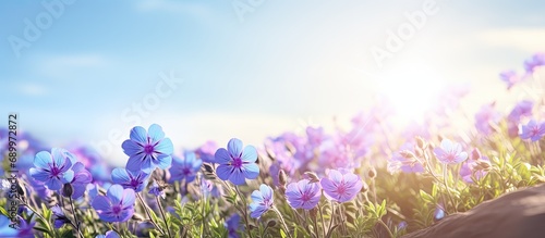 The blue and purple flowers are blooming beautifully  amidst green nature  open sky  and shining sun.