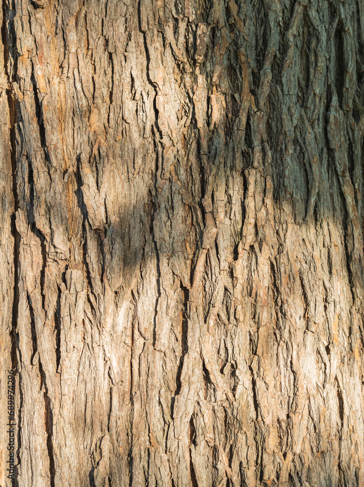 Obraz premium Old tree bark texture willow wood