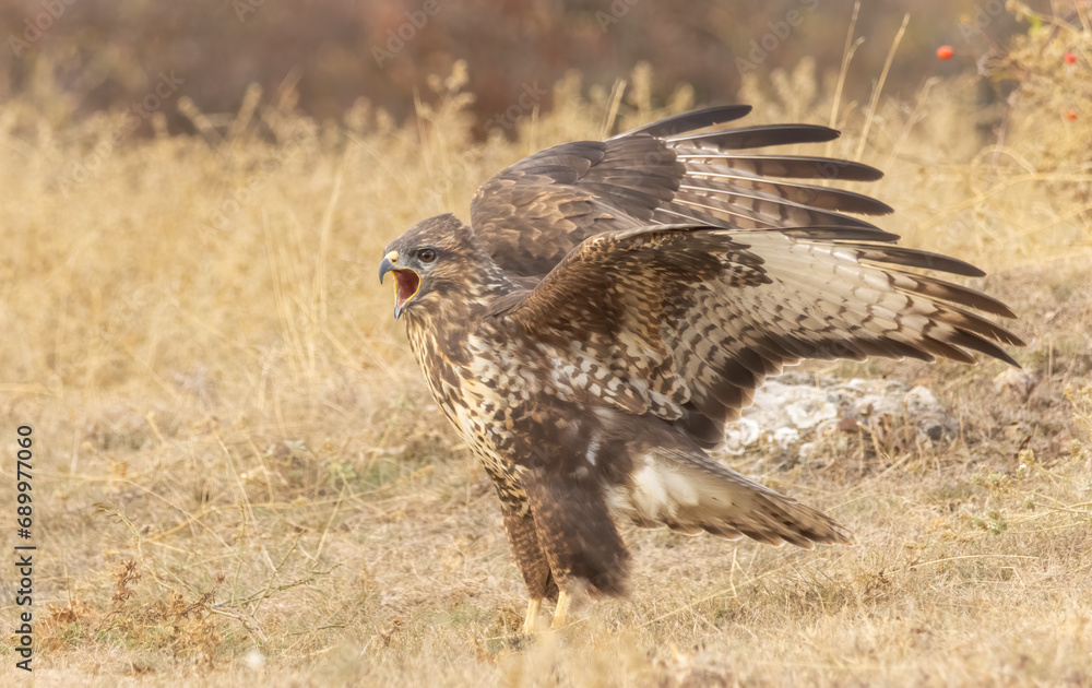 Common Buzzard in autumn mountain Common Buzzard in autumn mountain