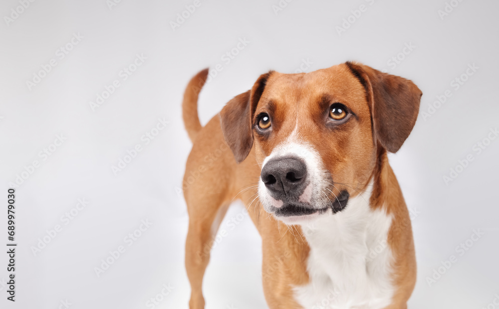 Cute dog with waiting or focused expression looking at camera. Cute brown or orange puppy dog looking for something. Gray background. Female, Harrier mix, 2 years old. Selective focus on nose. Cute dog with waiting or focused expression looking at camera. Cute brown or orange puppy dog looking for something. Gray background. Female, Harrier mix, 2 years old. Selective focus on nose.