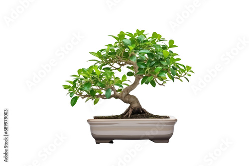 A bonsai tree is a miniature, carefully cultivated tree that is grown in a container, emphasizing the art of dwarfing and shaping living trees. The word "bonsai" is of Japanese origin 