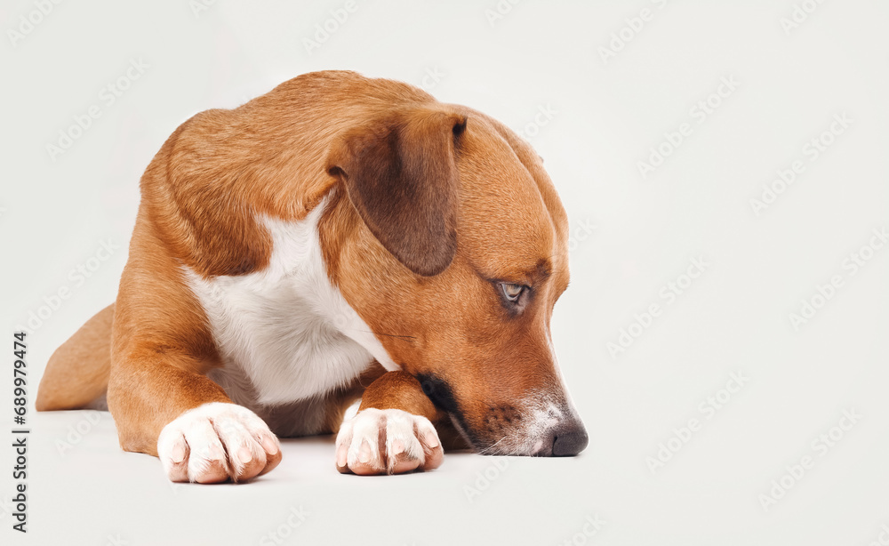 Sad dog lying with head on ground in front of gray background. Cute