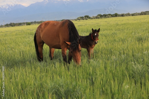 Horses graze in the steppe in the Almtain region in Kazakhstan.