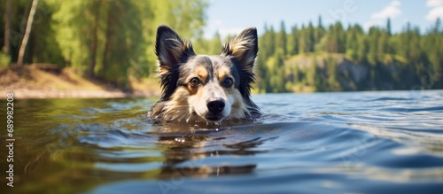 Summer swim of a Swedish Vallhund in a river. photo