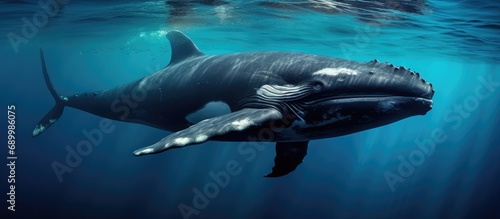 South African southern right whale, Eubalaena australis. photo