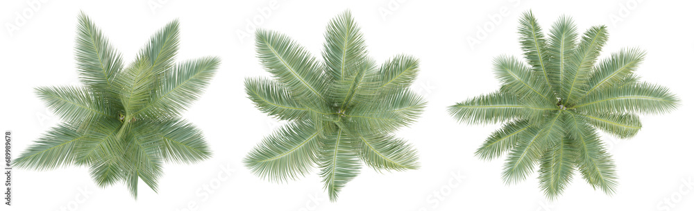 Top view of cocos nucifera palm trees isolated on transparent background, 3d render illustration. Top view of cocos nucifera palm trees isolated on transparent background, 3d render illustration.