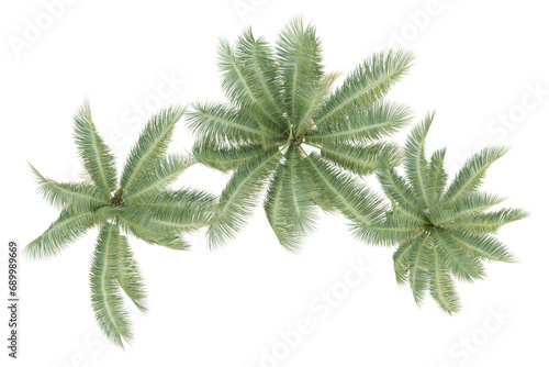 Top view of cocos nucifera palm trees isolated on transparent background, 3d render illustration. photo