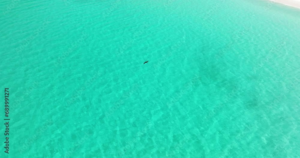 Bird On Flight Over Turquoise Beach Of Shoab In Qalansiyah, Socotra Island, Yemen. Aerial Tracking Shot Bird On Flight Over Turquoise Beach Of Shoab In Qalansiyah, Socotra Island, Yemen. Aerial Tracking Shot