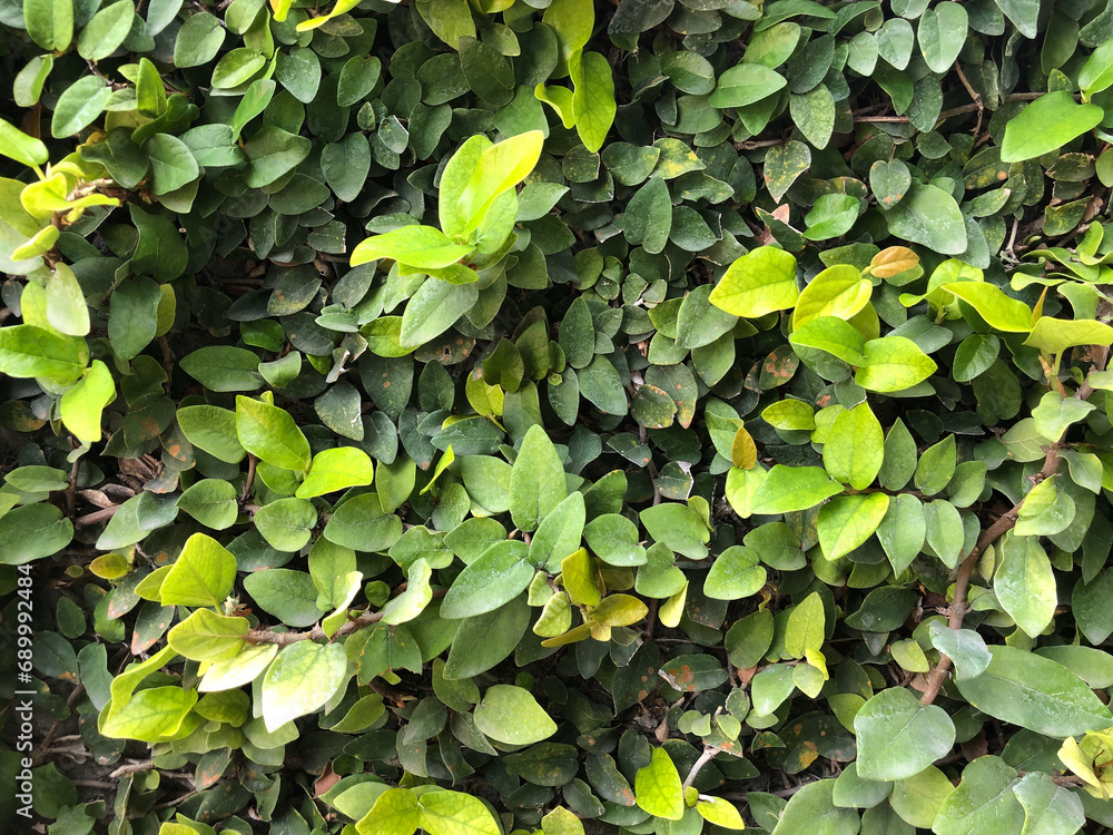 Fototapeta premium Small green leaves_Ri