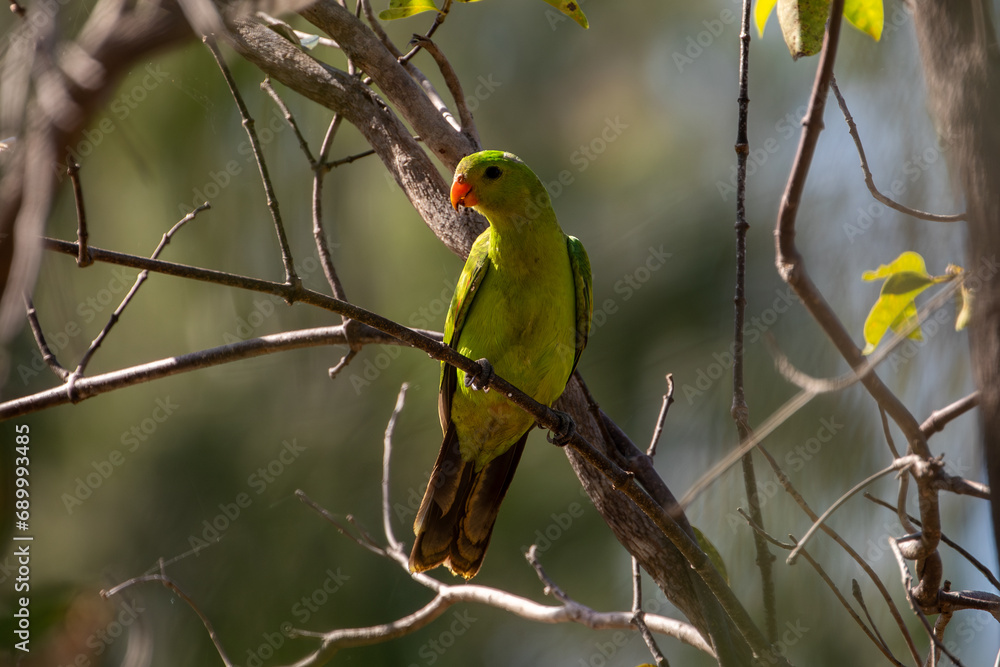 Australian Red-Winged Parrot (Aprosmictus erythropterus) Far North Queensland. Australian Red-Winged Parrot (Aprosmictus erythropterus) Far North Queensland.