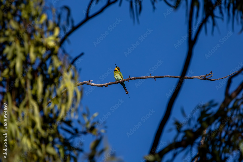 Rainbow Bee-eater (Merops ornatus) in Australia. Rainbow Bee-eater (Merops ornatus) in Australia.