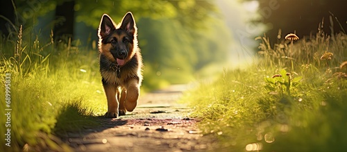 Summer stroll with a German Shepherd puppy.