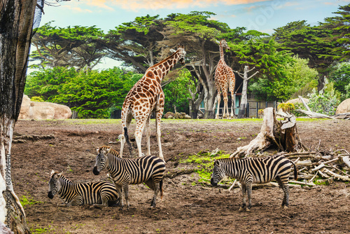 Reticulated giraffe and zebras  close-up  animal welfare concept