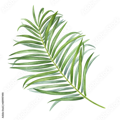 Palm Leaf Watercolor botanical illustration. Hand drawn clip art on isolated background. Tropical exotic plant painting. Drawing of green foliage coconut. Nature sketch for summer prints