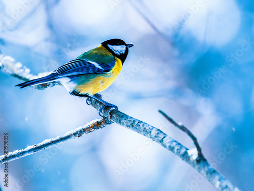 Tit bird in a beautiful winter forest. Winter frosty background with animal. Songbirds in snowy winter. photo